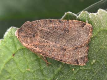 Conistra intricata Bsdv. adulte - �Philippe Mothiron