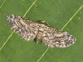 Eupithecia inturbata Hb. adulte - �Philippe Mothiron
