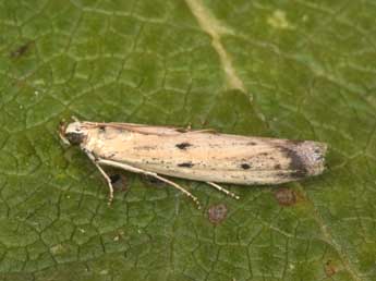 Homoeosoma inustellum Rag. adulte - �Philippe Mothiron