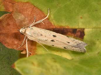 Homoeosoma inustellum Rag. adulte - �Philippe Mothiron