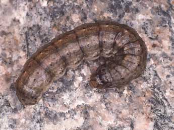  Chenille de Agrotis ipsilon Hfn. - �Kimmo Silvonen