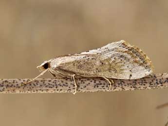 Evergestis isatidalis Dup. adulte - �Lionel Taurand