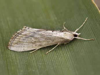 Evergestis isatidalis Dup. adulte - �Lionel Taurand