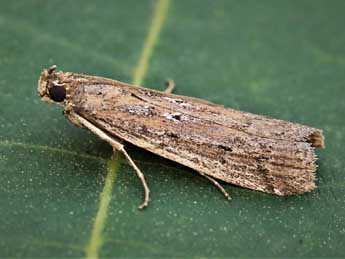 Huertasiella italogallicella Mill. adulte - �Lionel Taurand