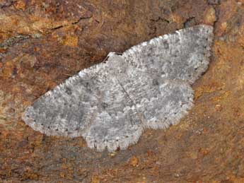 Charissa italohelvetica Rz. Res. adulte - �Heiner Ziegler