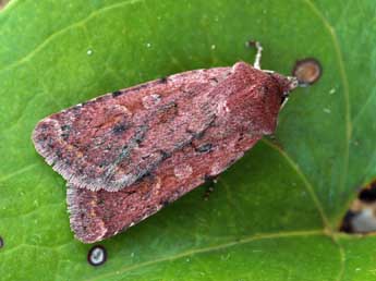 Xestia jordani Trti adulte - �Daniel Morel