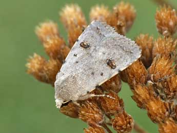 Caradrina kadenii Frr adulte - �Lionel Taurand