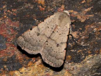 Xestia kermesina Mab. adulte - �J�r�me Barbut