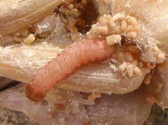  Chenille de Ephestia kuehniella Z. - �Claire Mouquet