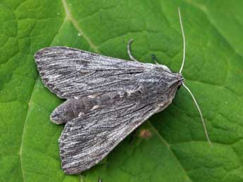 Cucullia lactucae D. & S. adulte - �Daniel Morel