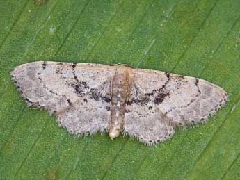 Idaea laevigata Scop. adulte - �Lionel Taurand