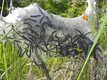  Chenille de Eriogaster lanestris L. - �Philippe Mothiron