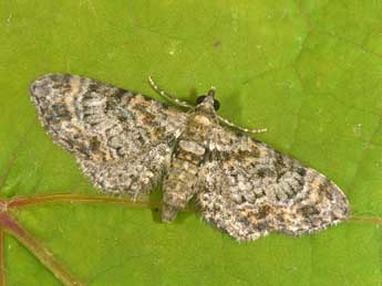 Eupithecia laquaearia H.-S. adulte - �Philippe Mothiron