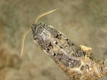 Agrotis lata Tr. adulte - �Egbert Friedrich