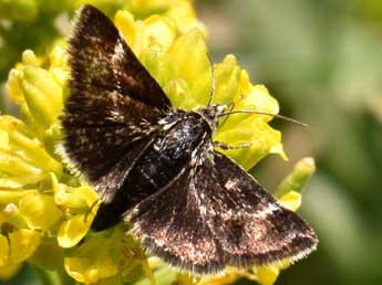 Cleptotypodes varennei Taurand & Nel adulte - �Alain Sauvage