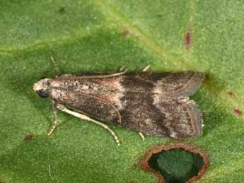 Glyptoteles leucacrinella Z. adulte - �Philippe Mothiron