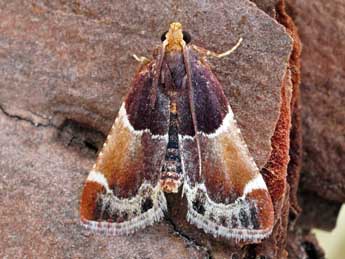 Pyralis lienigialis Z. adulte - �Friedmar Graf