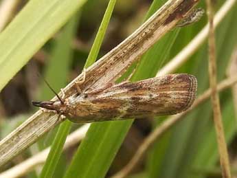 Hypochalcia lignella Hb. adulte - �Jean-Pierre Lamoline