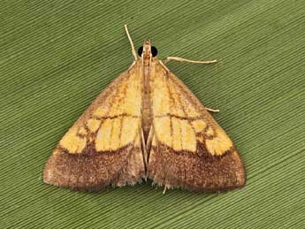 Evergestis limbata L. adulte - �Lionel Taurand