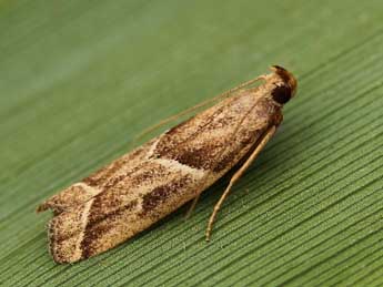 Nyctegretis lineana Scop. adulte - �Lionel Taurand