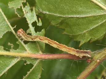  Chenille de Cyclophora linearia Hb. - �Philippe Mothiron