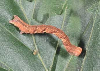  Chenille de Cyclophora linearia Hb. - �Philippe Mothiron