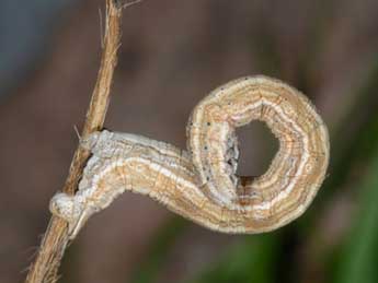  Chenille de Siona lineata Scop. - �Wolfgang Wagner, www.pyrgus.de