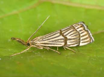 Chrysocrambus linetella F. adulte - �Philippe Mothiron