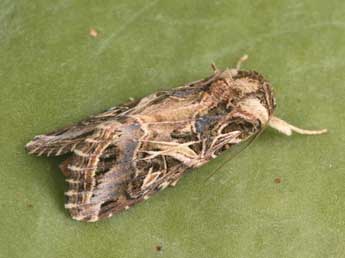 Spodoptera littoralis Bsdv. adulte - �Philippe Mothiron