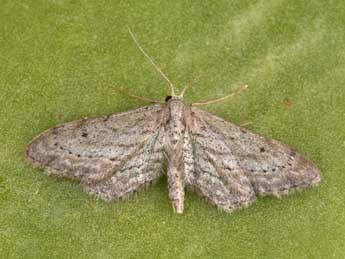 Idaea longaria H.-S. adulte - �Philippe Mothiron