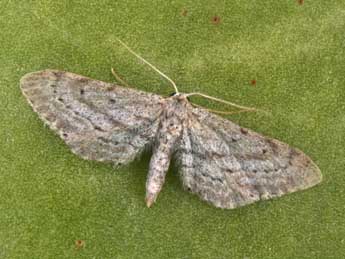 Idaea longaria H.-S. adulte - �Philippe Mothiron
