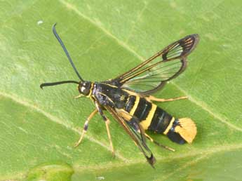 Synanthedon loranthi Kral. adulte - �Philippe Mothiron