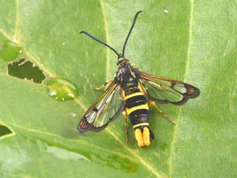 Synanthedon loranthi Kral. adulte - �Philippe Mothiron