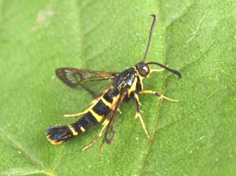 Synanthedon loranthi Kral. adulte - �Philippe Mothiron