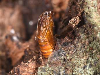  Chrysalide de Synanthedon loranthi Kral. - �Philippe Mothiron