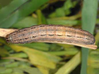  Chenille de Leucania loreyi Dup. - �Wolfgang Wagner, www.pyrgus.de