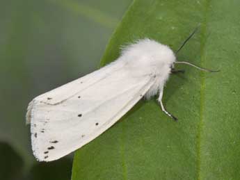 Spilosoma lubricipeda L. adulte - �Philippe Mothiron