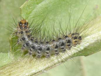  Chenille de Spilosoma lubricipeda L. - �Philippe Mothiron