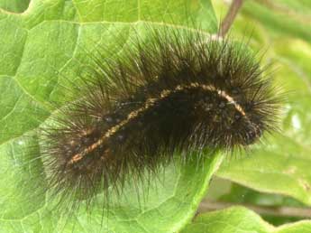  Chenille de Spilosoma lubricipeda L. - �Philippe Mothiron