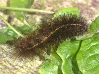  Chenille de Spilosoma lubricipeda L. - �Philippe Mothiron