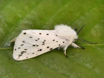 Spilosoma lubricipeda L. adulte - �Philippe Mothiron