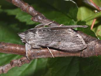 Cucullia lucifuga D. & S. adulte - �Philippe Mothiron