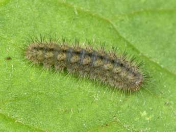  Chenille de Hamearis lucina L. - �Philippe Mothiron