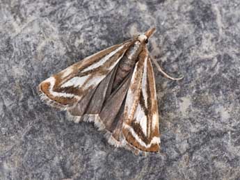 Catoptria luctiferella Hb. adulte - �Philippe Mothiron