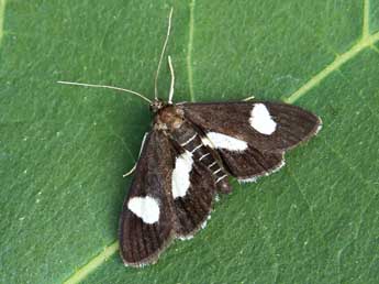 Anania luctualis Hb. adulte - �Lionel Taurand