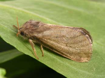 Korscheltellus lupulinus L. adulte - �Philippe Mothiron