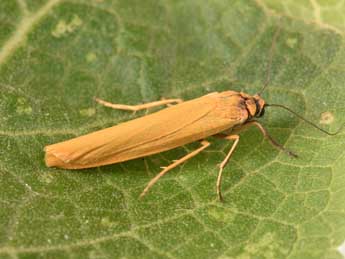 Indalia lutarella L. adulte - �Philippe Mothiron