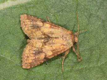 Conisania luteago D. & S. adulte - �Philippe Mothiron