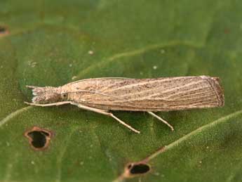 Pediasia luteella D. & S. adulte - �Philippe Mothiron