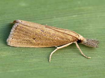 Chilo luteellus Motsch. adulte - �Lionel Taurand